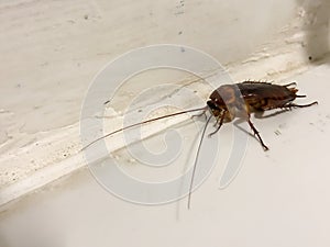 Cockroach walking in the toilet