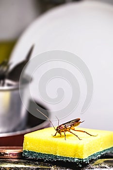 Cockroach walking on a washing sponge in the kitchen sink with dirty dishes. Insect contamination and pest concept