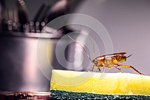 Cockroach walking on a washing sponge in the kitchen sink with dirty dishes. Insect contamination and pest concept