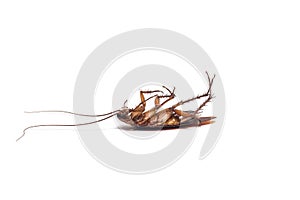 Cockroach on white background