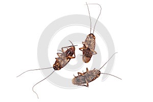 Cockroach on white background