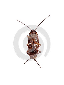 Cockroach on white background, Top view image