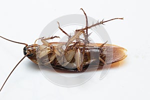 Cockroache dead on white background.