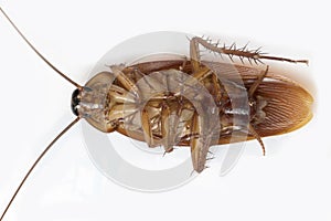 Cockroache dead on white background.
