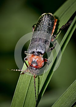 Cockroache on top of the leaf detailed