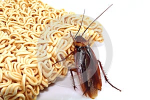 cockroaches Black and white