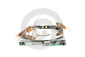 Cockroaches climbing on hard disk drive