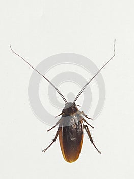 Cockroaches, cockroaches, or coro are one of the orders of insects Blattodea