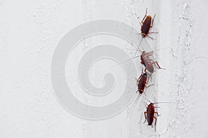 Cockroaches