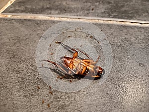 cockroaches die and are eaten by ants.