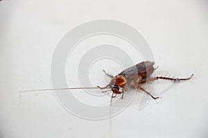 Cockroaches die on the floor