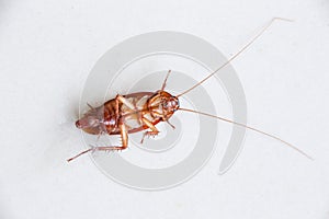 Cockroaches die on the floor