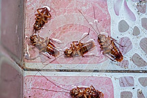 Cockroaches die because of insecticides