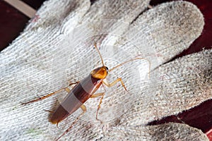 Cockroaches on dirty gloves. The concept of preventing cockroaches