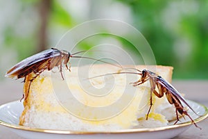 Cockroaches eat the bread of people