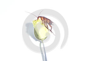 Cockroaches are eating sweets Offensive