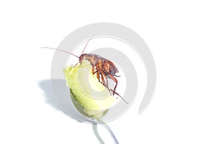 Cockroaches are eating sweets Offensive