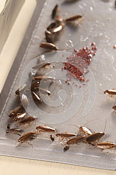 Cockroaches in glue trap
