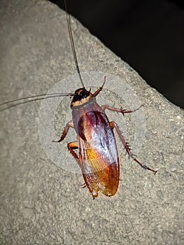 Cockroaches are insects of the order Blattodea, which also includes termites. About 30 cockroach species out of 4,600,