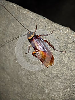 Cockroaches are insects of the order Blattodea, which also includes termites. About 30 cockroach species out of 4,600,