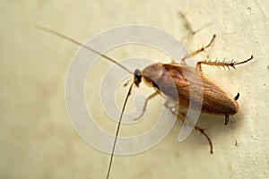 Cockroach macro close up white background