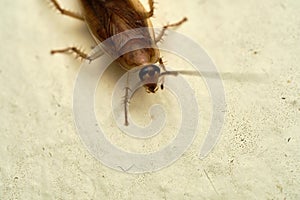 Cockroach macro close up white background