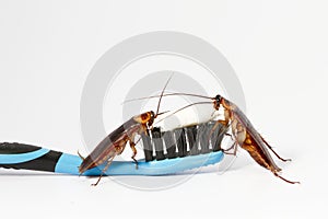 Cockroaches isolated on white background