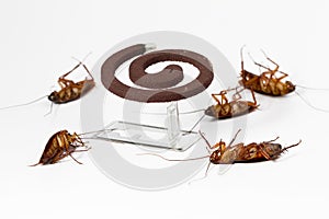 Cockroaches isolated on white background