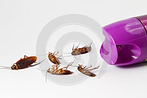 Cockroaches isolated on white background