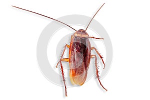 A single dead cockroach isolated