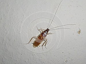 Cockroaches are like thieves plundering your house so please clean