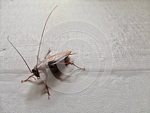 Cockroaches in normal and upside down positions.