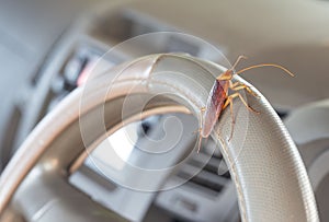 Cockroaches on the steering wheel of the car