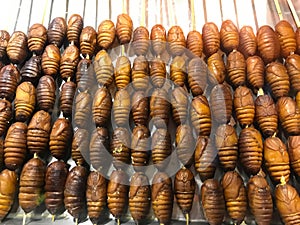 Cockroaches on a stick in China