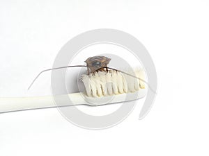 Cockroaches are trapped on the tip of the toothbrush on white, cockroaches are carriers of the disease