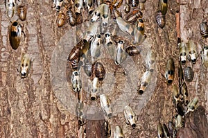 Cockroaches on tree bark