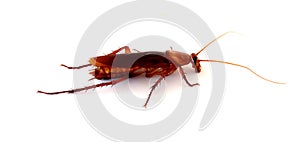 Cockroaches white background. photo