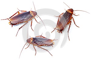 Cockroaches on white background