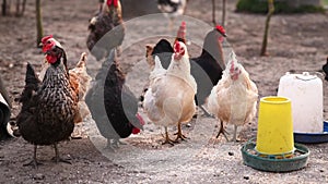 Cocks and chickens walking in the garden. Place food intake. Feeding poultry on healthy food without GMOs. Farm poultry