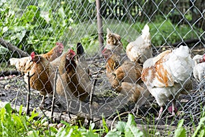 and hens in the chicken coop behind the fence at the farm