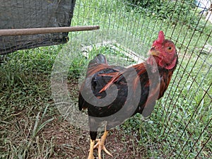 Cock fighter breed of chicken photo