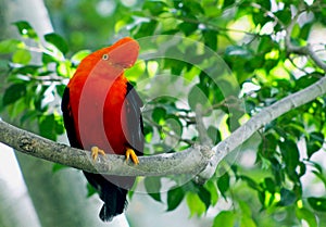 Andean Cock-of-the-rockÃ¯Â¼ÅtunkiÃ¯Â¼ÅRupicola peruvianus photo