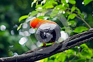 Andean Cock-of-the-rockÃ¯Â¼ÅtunkiÃ¯Â¼ÅRupicola peruvianus photo