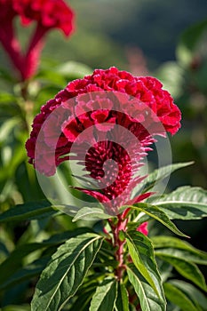 Close up of red cockscomb,Generative AI
