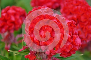 Cockscomb Flower