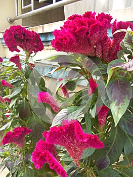 Cockscomb flower