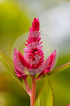 Cockscomb flower (Celosia Cristata) photo