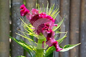 Cockscomb flower - Celosia cristata - blooming in bright pink colors in Bali, Indonesia photo