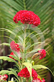 Cockscomb flower - Celosia in a tropical garden photo