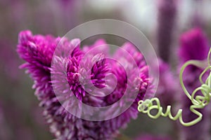Cockscomb Flower Macro Isolated Bloom Magenta Floral Nature Background